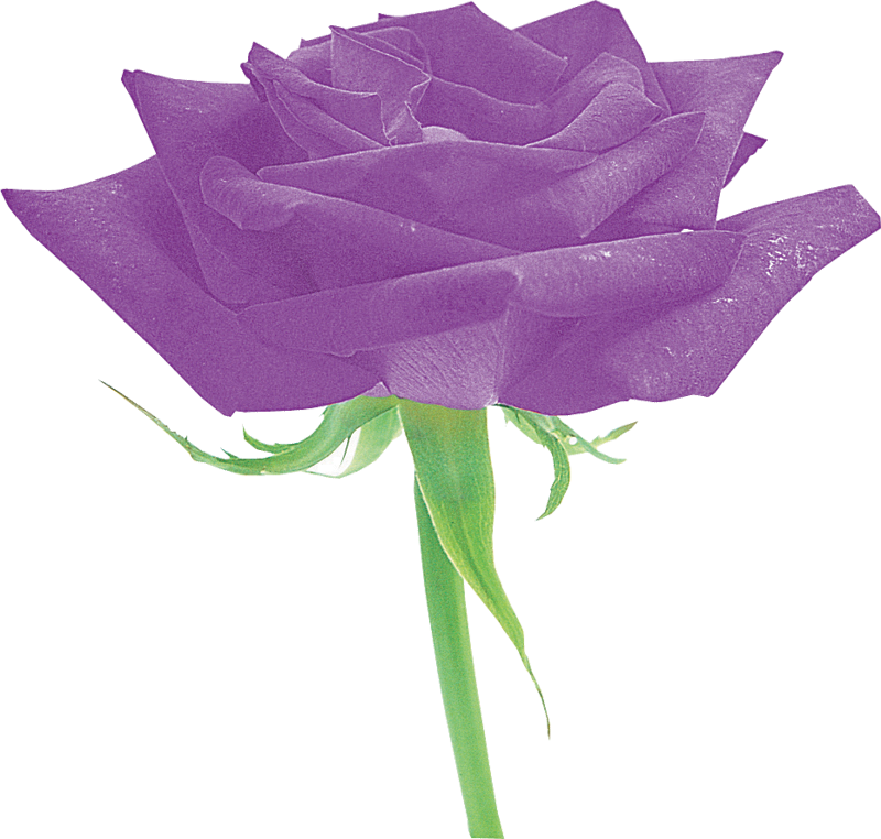 紫色の花の写真 フリー素材 No 577 紫 バラ 茎葉