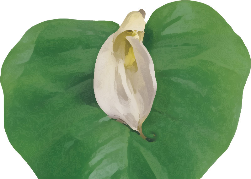 緑色の花のイラスト フリー素材 No 090 カラーリリー 白 葉
