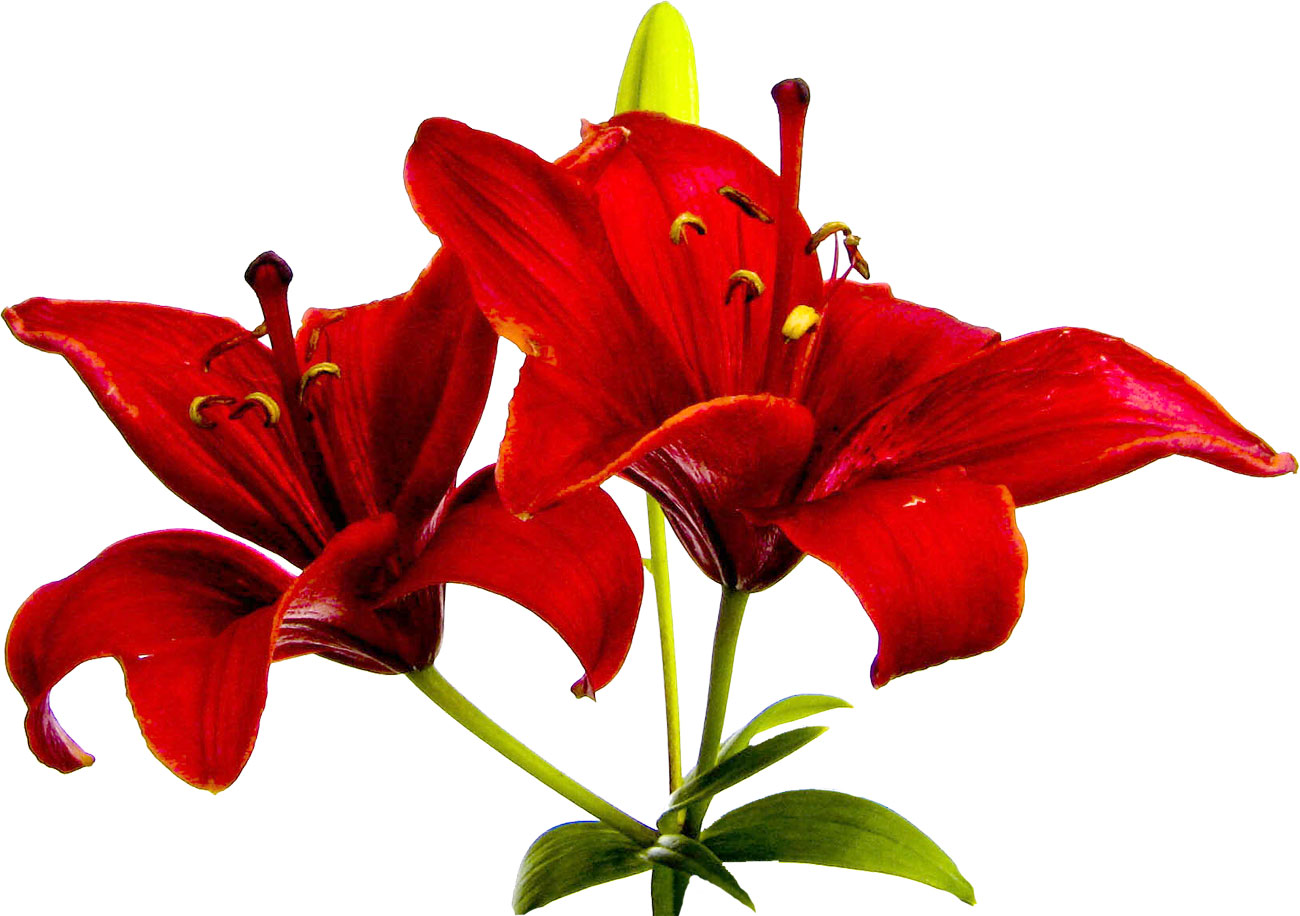 赤い花の写真 フリー素材 No 806 赤いユリ 茎葉