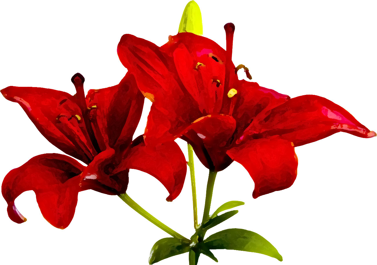 百合 ゆり の花の画像 イラスト フリー素材 No 095 赤いユリ 茎葉
