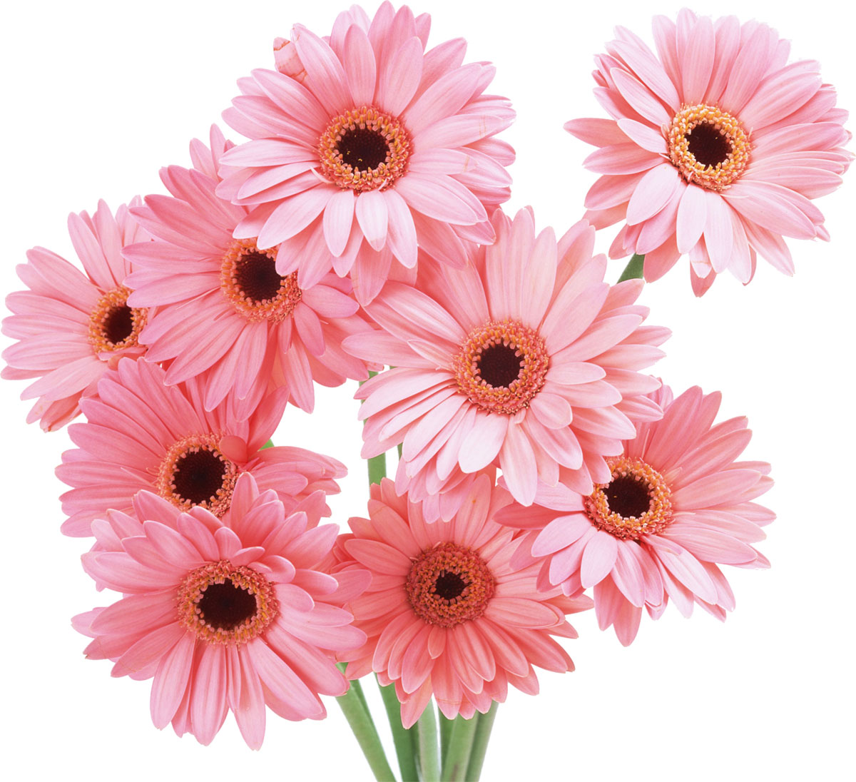 ピンクの花の写真 フリー素材 No 509 ガーベラ ピンク