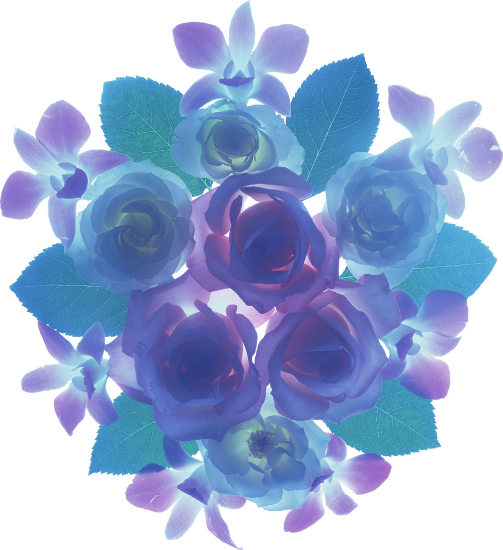花・葉の写真画像-青紫の花々・バラ・ラン