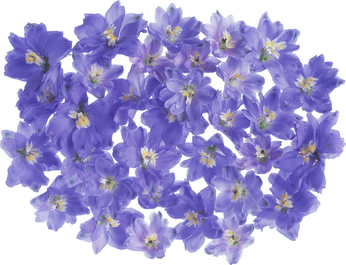 花・葉の写真画像-青い花々