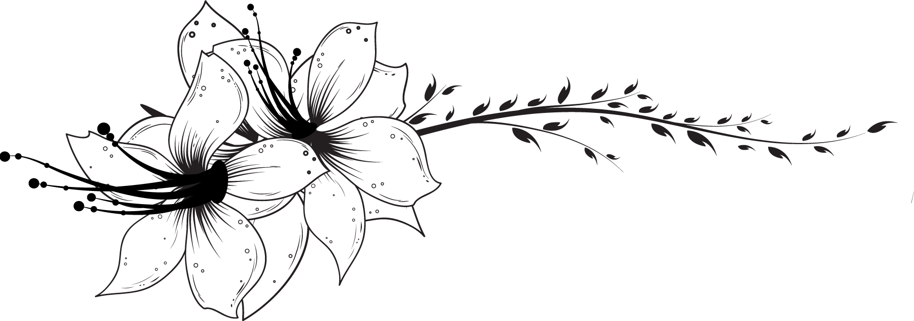 百合 ゆり の花の画像 イラスト フリー素材 No 190 白黒 ユリ ハイビスカス
