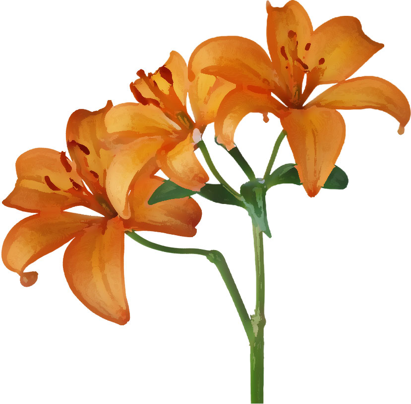 オレンジ色の花のイラスト フリー素材 No 118 ユリ オレンジ 茎葉
