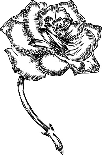 リアルな花のイラスト フリー素材 白黒 モノクロno 2111 白黒 手書き風バラ