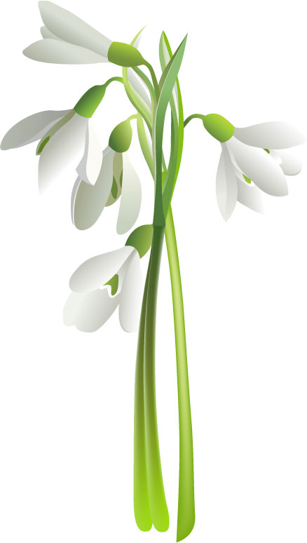 花のライン線イラスト-白・茎葉