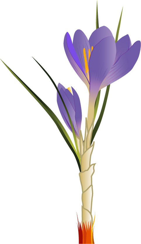リアルタッチな花のイラスト フリー素材 No 323 青 フリージア