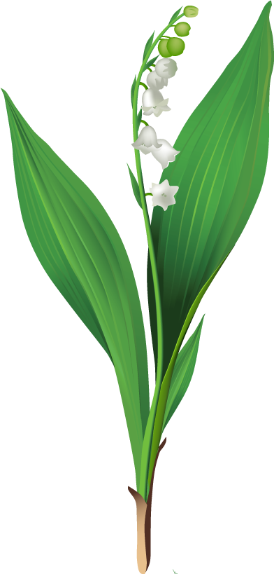 白い花のイラスト フリー素材 No 166 スズラン 茎葉