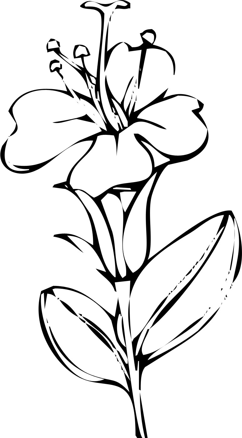 リアルな花のイラスト フリー素材 白黒 モノクロno 2130 白黒 切り絵風