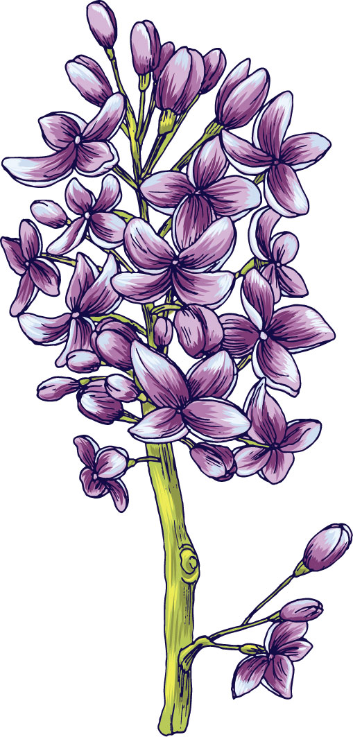 画像サンプル-紫色の花・手書き風