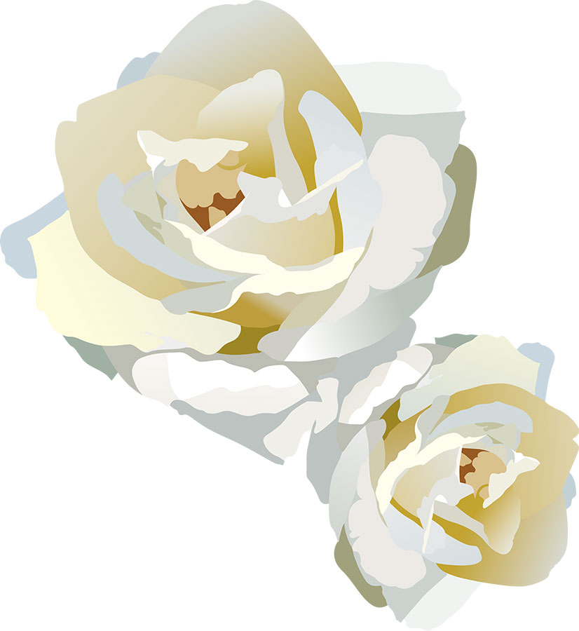画像サンプル-白いバラ・リアル