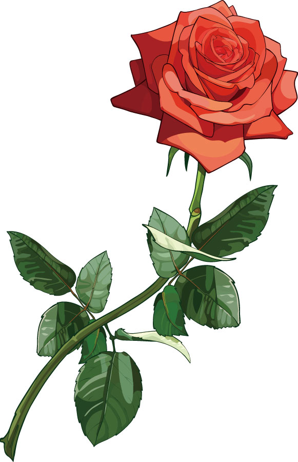 画像サンプル-リアルな赤いバラ