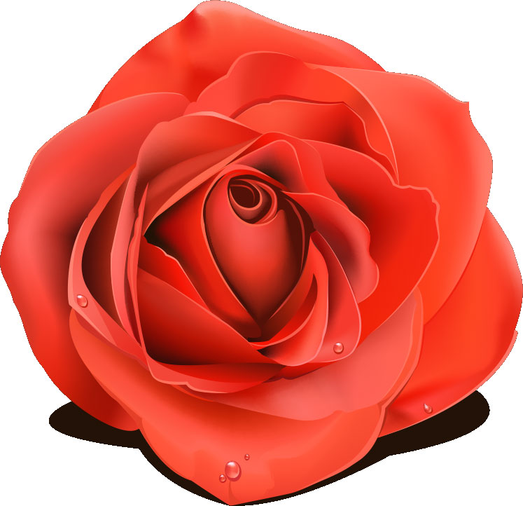 画像サンプル-真っ赤なバラ