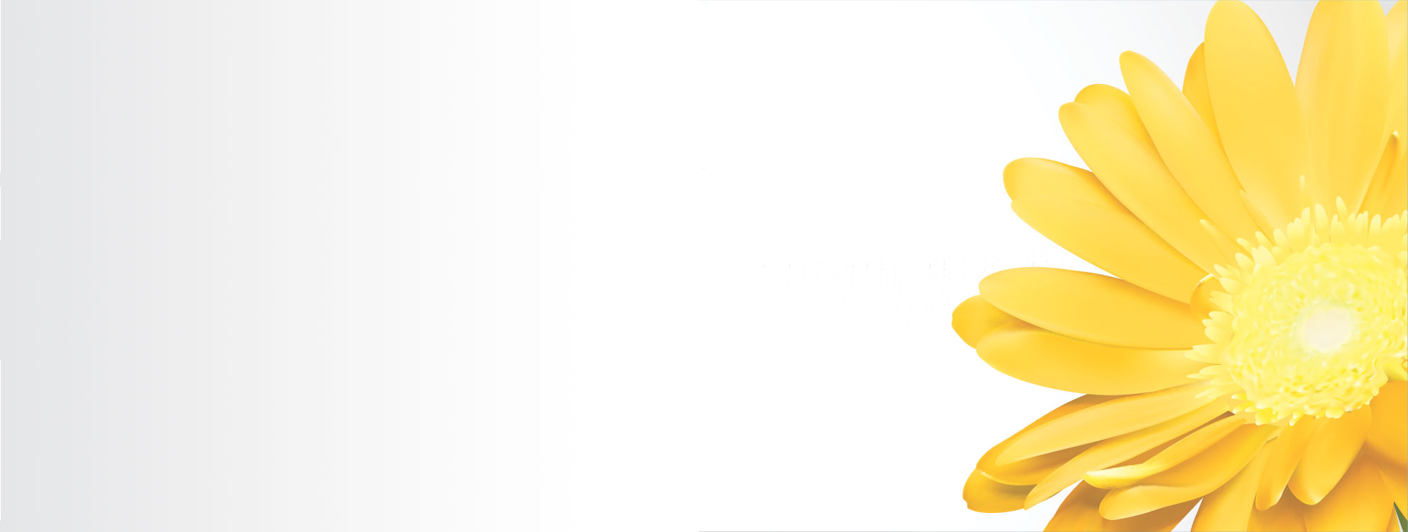 ガーベラ デージーのイラスト 画像no 58 バナー ガーベラ デージー 無料のフリー素材集 百花繚乱