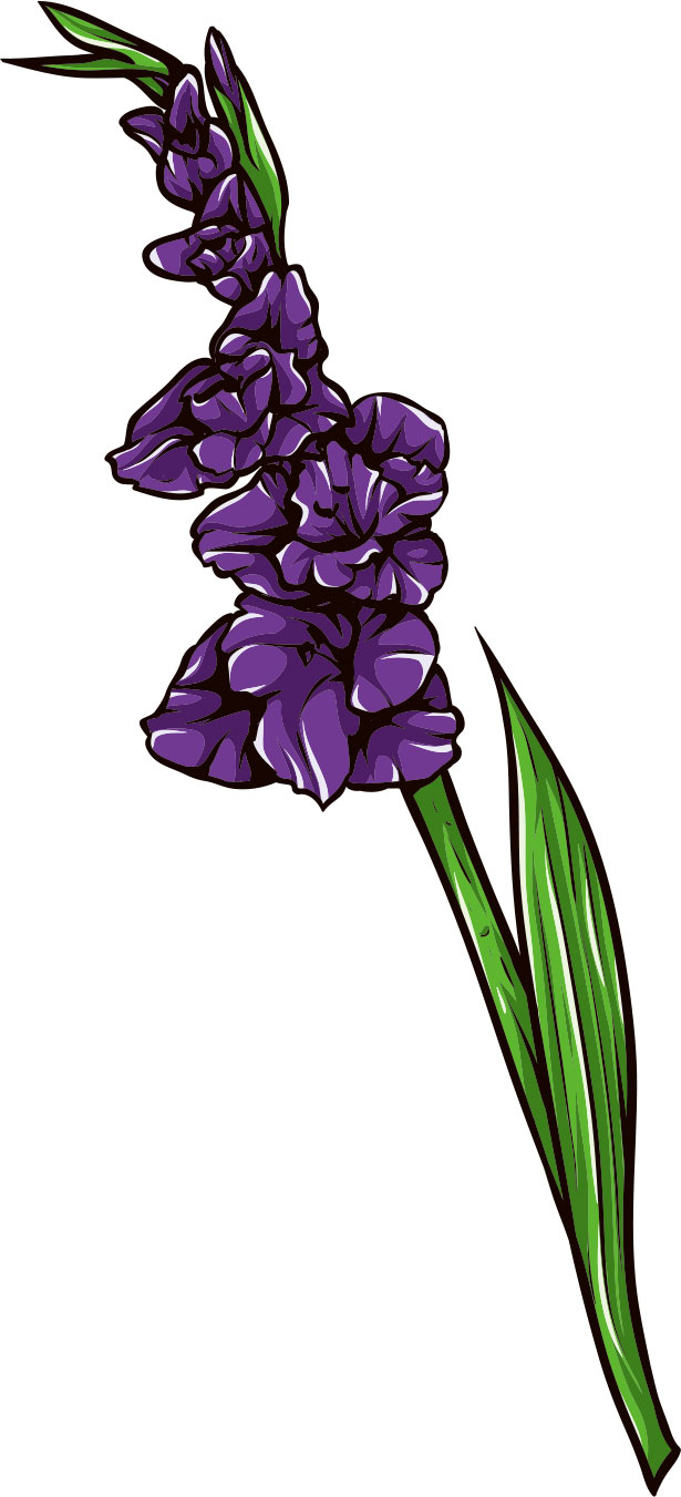 画像サンプル-グラジオラス・濃い紫