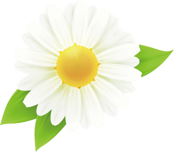 白い花のイラスト 無料のフリー素材集 百花繚乱
