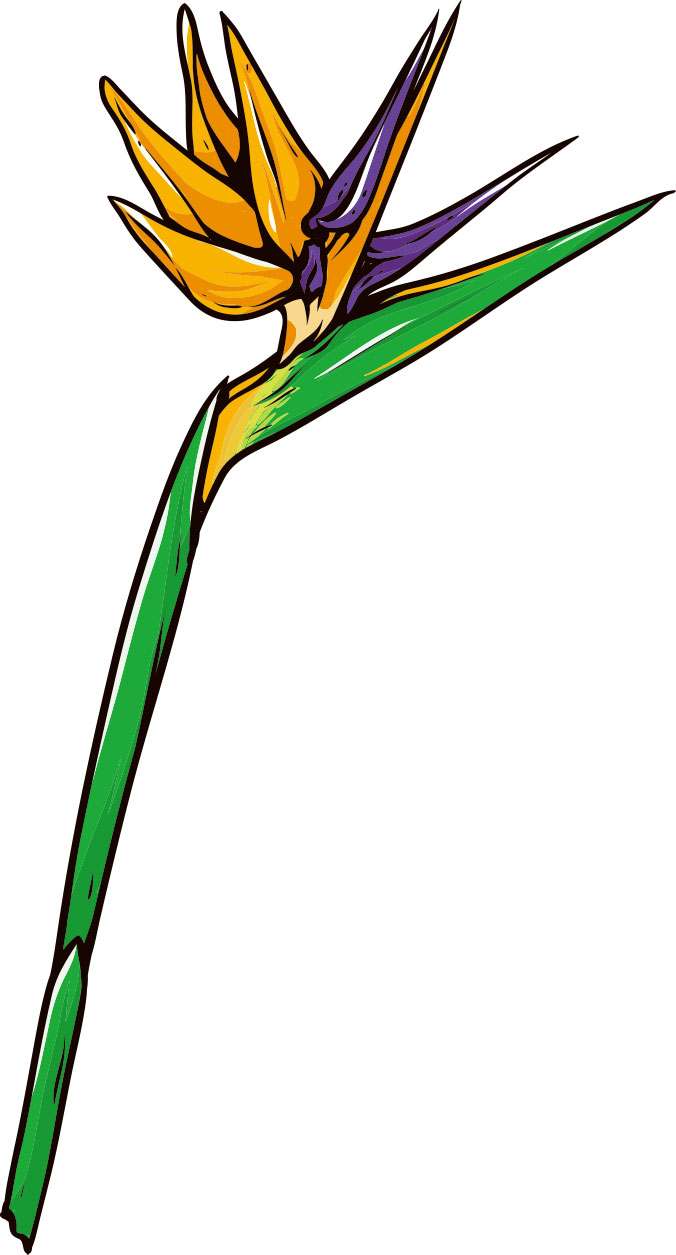 ストレリチアのイラスト 画像no 1 ストレリチア 極楽鳥花 無料のフリー素材集 百花繚乱