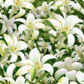 百合 ゆり の画像 イラスト 壁紙 背景 無料のフリー素材集 百花繚乱