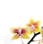 花の写真・画像『壁紙・背景』/無料のフリー素材集【百花繚乱】