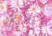 花の写真 画像 壁紙 背景 無料のフリー素材集 百花繚乱