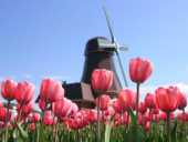 チューリップの画像 イラスト 壁紙 背景用 無料のフリー素材集 百花繚乱