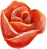 バラの花の画像 イラスト 無料のフリー素材集 百花繚乱