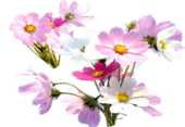花や葉の写真 画像 無料のフリー素材集 百花繚乱