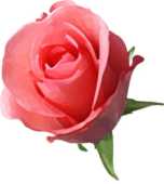 リアルな花のイラスト 花一輪 無料のフリー素材集 百花繚乱