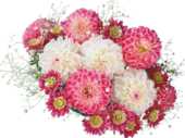 花の写真 画像 花束 無料のフリー素材集 百花繚乱