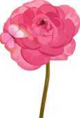 ピンクの花のイラスト 無料のフリー素材集 百花繚乱