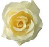 リアルな花のイラスト 花一輪２ 無料のフリー素材集 百花繚乱