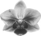 胡蝶蘭の画像 イラスト 無料のフリー素材集 百花繚乱