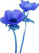 青い花の写真 画像 無料のフリー素材集 百花繚乱