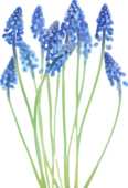 青い花のイラスト 無料のフリー素材集 百花繚乱