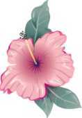 ハイビスカスの画像 イラスト 無料のフリー素材集 百花繚乱