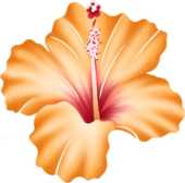 ハイビスカスの画像 イラスト 無料のフリー素材集 百花繚乱