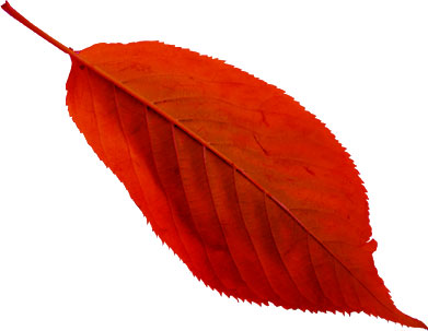 葉っぱの見本画像-赤く色づく