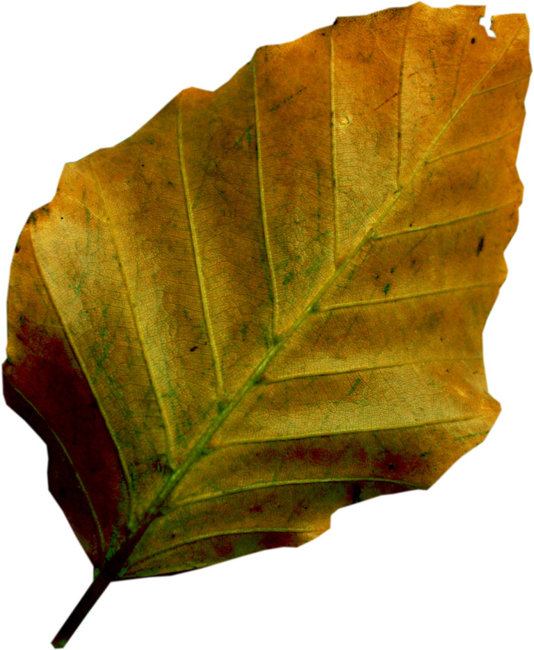 葉っぱの見本画像-紅葉・葉脈