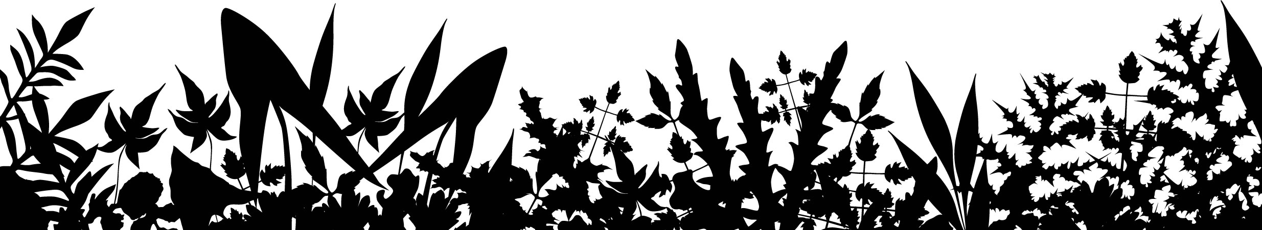 葉っぱの見本画像-群生の葉５