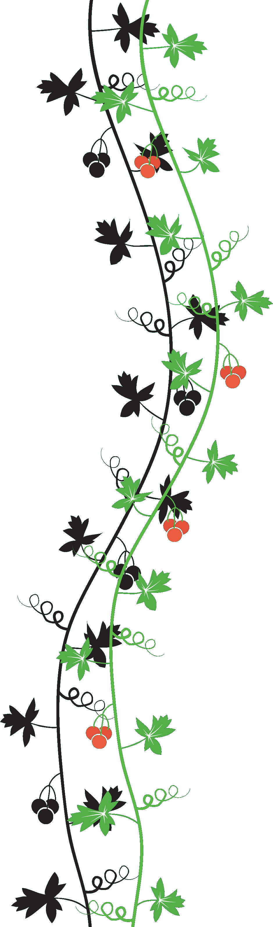 葉っぱや草木のイラスト 画像 フリー素材 No 245 葉 蔦 蔓 赤い実