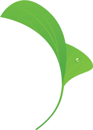 葉っぱの見本画像-緑・葉・水滴