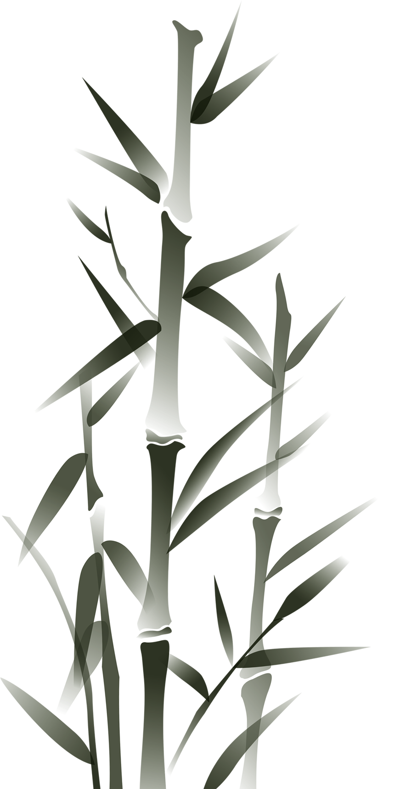 葉っぱや草木のイラスト 画像 フリー素材 白黒no 812 竹 モノクロ 和風