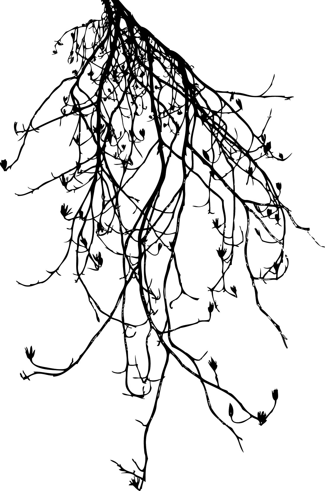 葉っぱの見本画像-白黒・枝葉