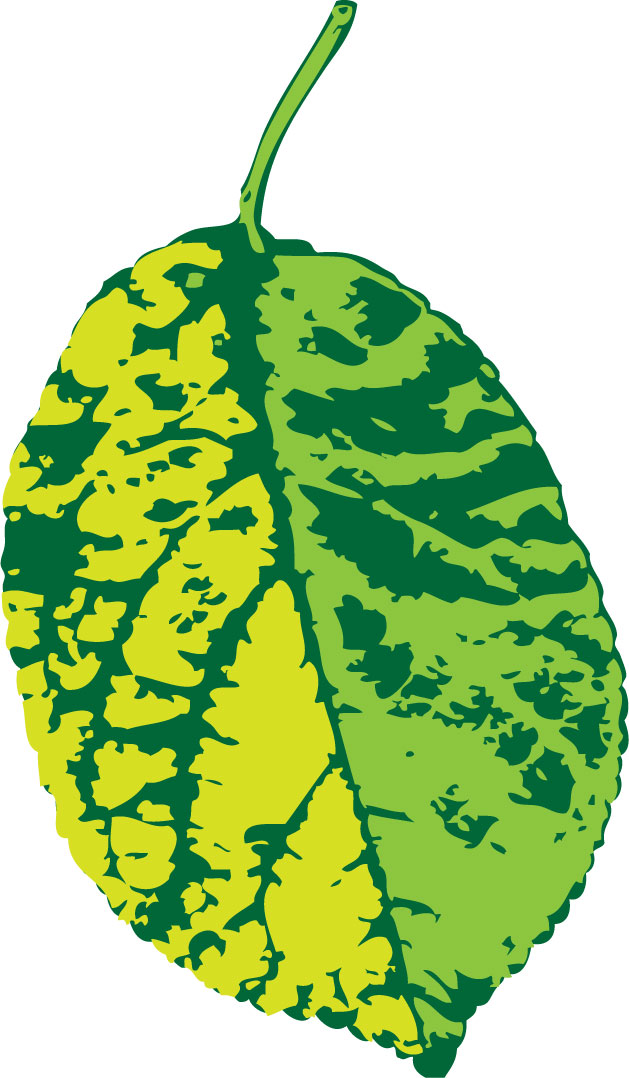 葉っぱの見本画像-葉脈・黄緑