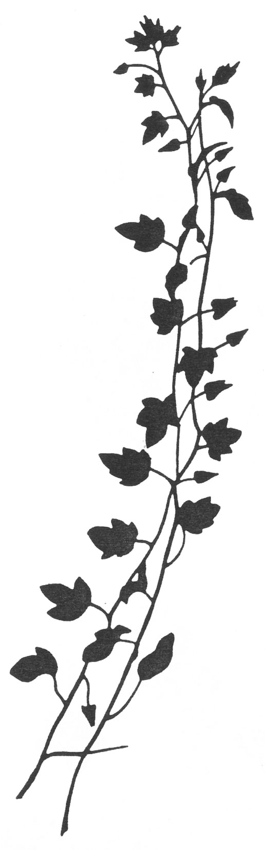 葉のライン線イラスト-白黒・枝葉・細長
