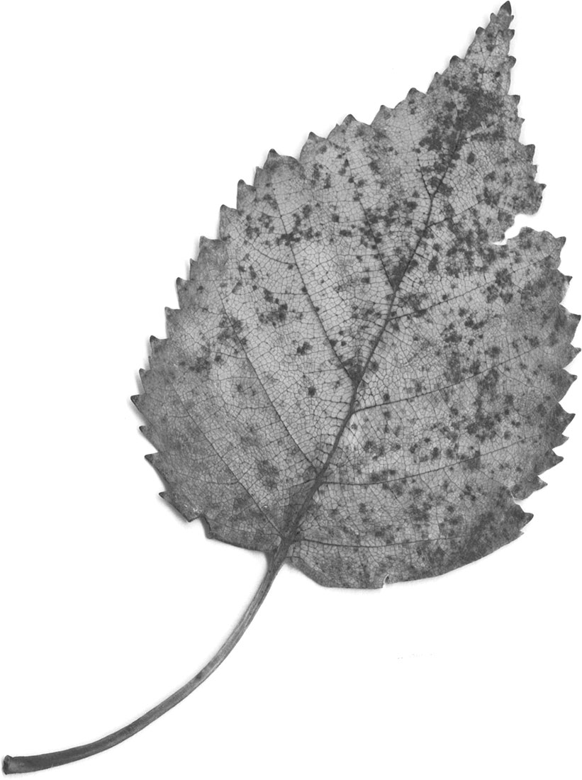 葉っぱや草木のイラスト 画像 フリー素材 白黒no 3 白黒 葉 リアルテイスト