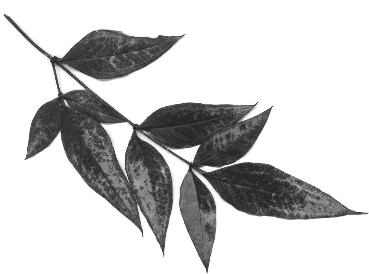 葉っぱや草木のイラスト 画像 フリー素材 白黒no 384 白黒 葉 リアルテイスト
