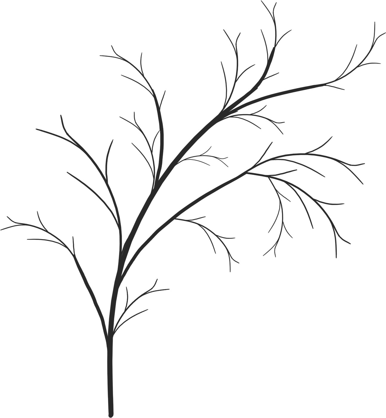葉っぱの見本画像-白黒・木枝