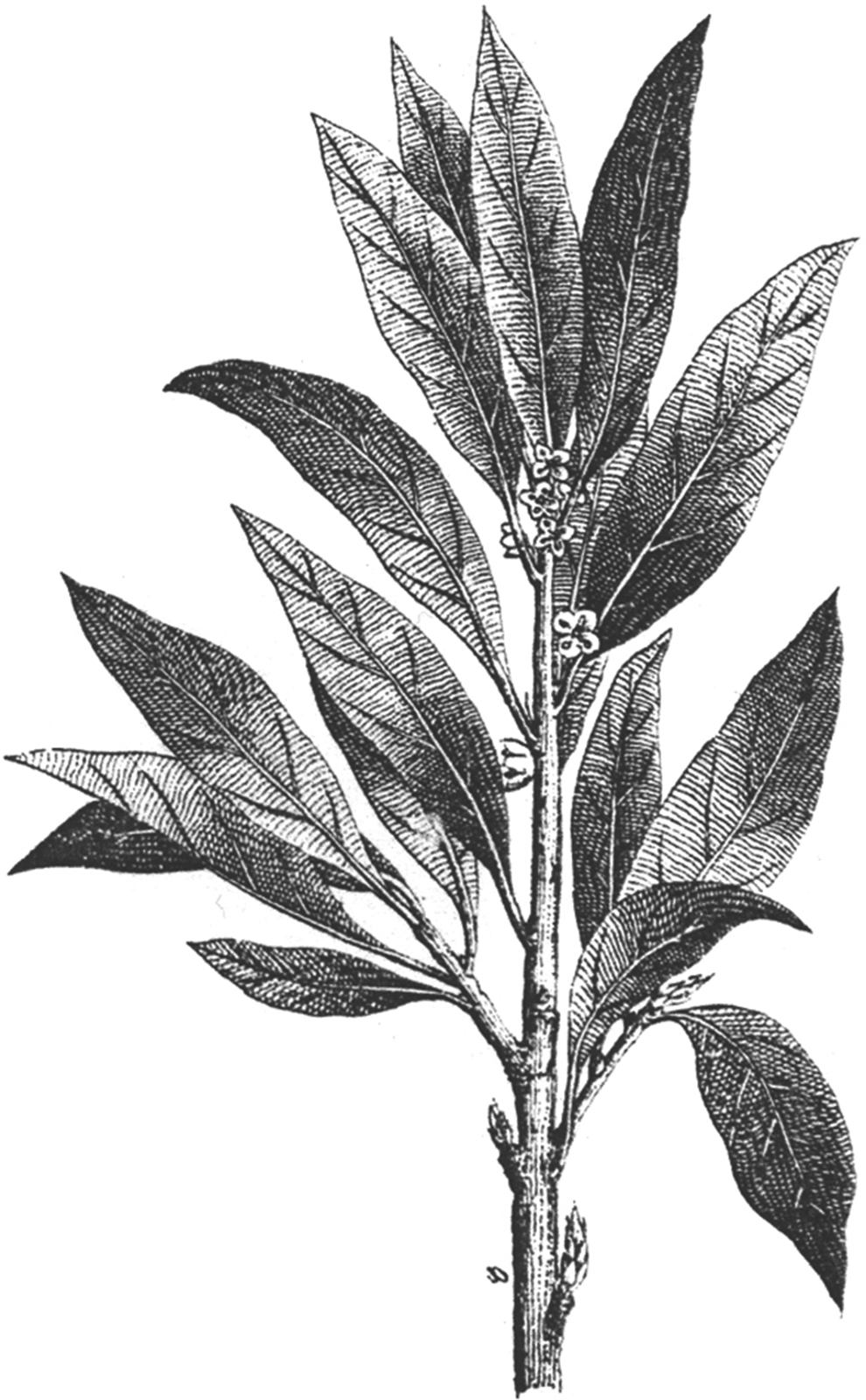 葉っぱや草木のイラスト 画像 フリー素材 白黒no 392 白黒 枝葉 リアル